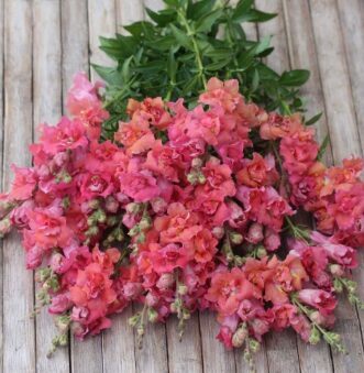 Lauvmutīte “Madame Butterfly Cherry Bronze”